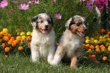 BERGER AUSTRALIEN PUPPIES 855